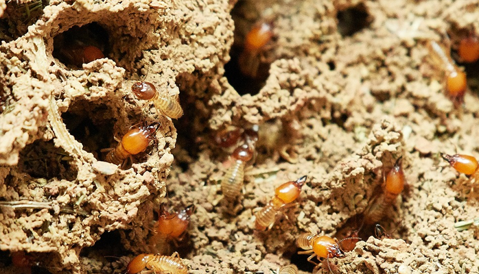 Indemnisation du préjudice d'une infestation de termites